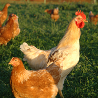 Frische Luft und Licht für unsere Hühner